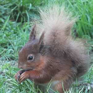 Wild Eurasian Red Squirrel (Sciurus vulgaris) in Northumberland National Pa