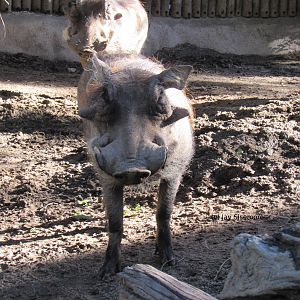 Southern Warthog