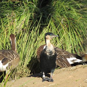 White-Breasted Cormorant