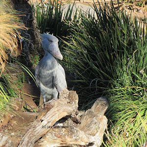 Shoebill Stork