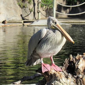 Pink-Backed Pelican