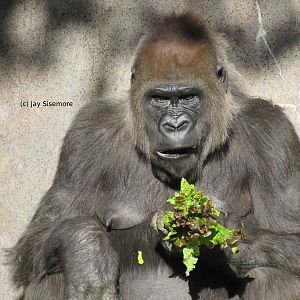 "Gah. Lettuce Again."