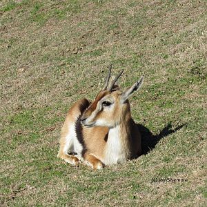 Thomson's Gazelle