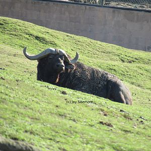 Cape Buffalo
