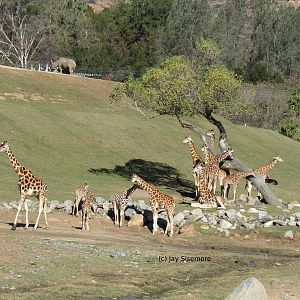 RIP Last Chances of Pure Rothschild's