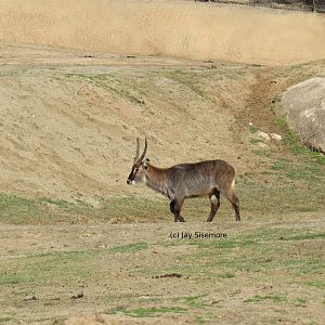 Waterbuck