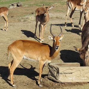 Ugandan Kob, Waterbuck, Kenyan Impala