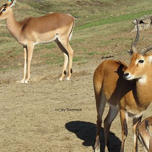 Ugandan Kob and Kenyan Impala