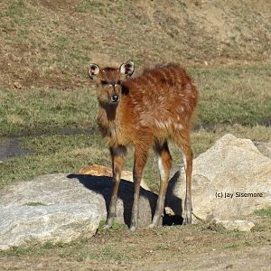 Baby Sitatunga
