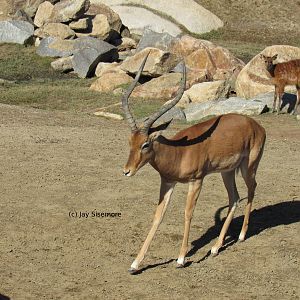 Kenyan Impala Buck and Baby Sitatunga