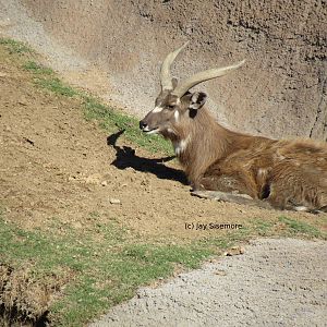 Male Sitatunga