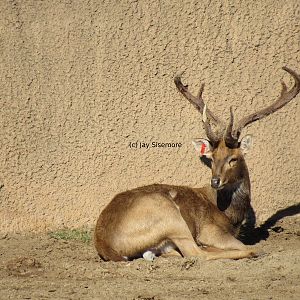Brow-Antlered Deer
