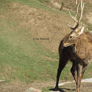Indochinese Sika Deer