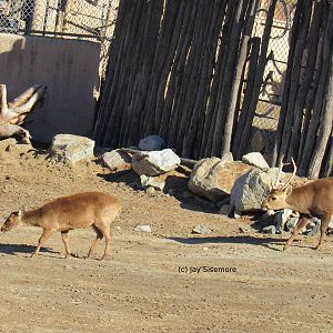 Indian Hog Deer