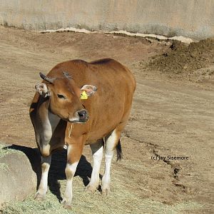 Female Javan Banteng