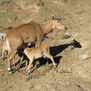 Nilgai Nursing 3 Calves
