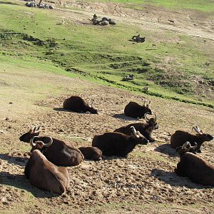 Indian Gaur (first calf in 17 years!)