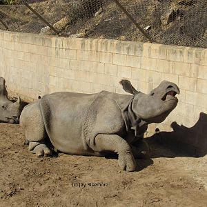 Indian Rhinoceros