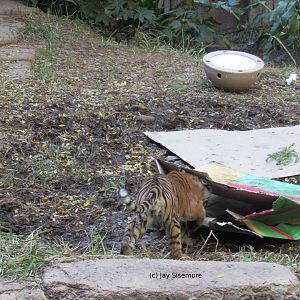Every Cat Loves Boxes