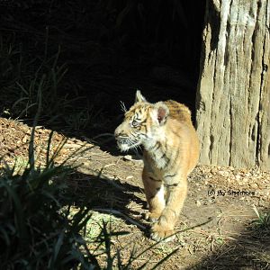 Suka, Sumatran Tiger