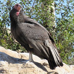 California Condor