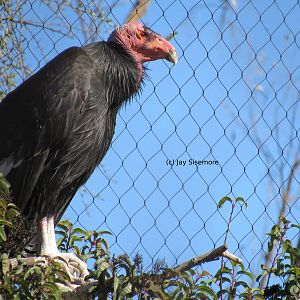 California Condor