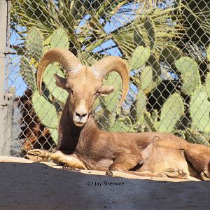 Desert Bighorn Sheep
