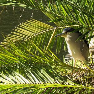 Black-Crowned Night Heron