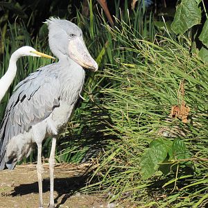 Shoebill and Great Egret
