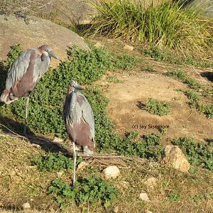 Goliath Herons and Griffon Vulture