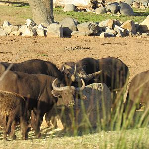 Cape Buffalo (babies!)