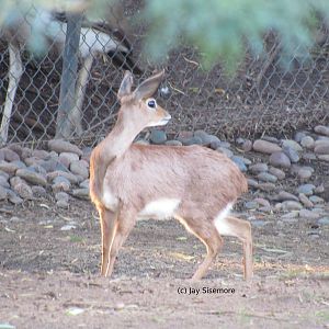 Steenbok
