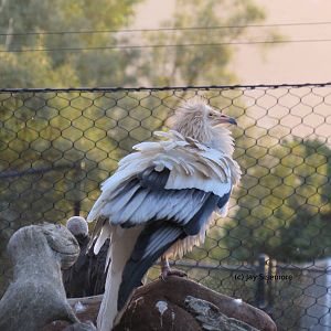 Egyptian Vulture