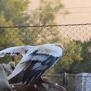 Egyptian Vulture
