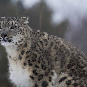 Snow Leopard Ena