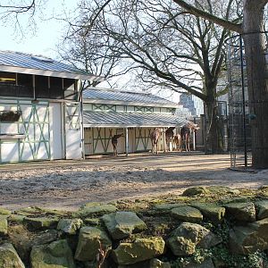 Reticulated giraffe and Springbock enclosure