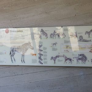 Grevy zebra sign