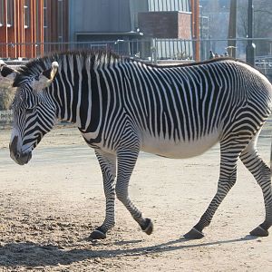 Grevy zebra