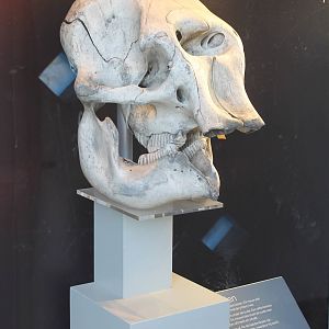 Asian elephant skull