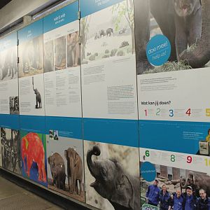 Elephant info wall