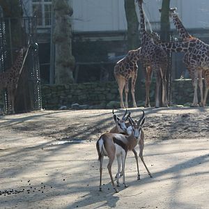 Springbocks and Reticulated giraffes