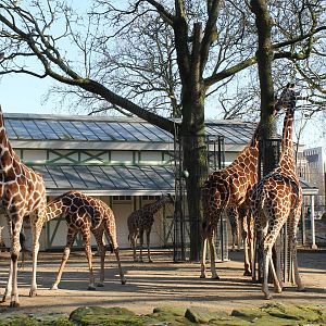 Reticulated giraffes