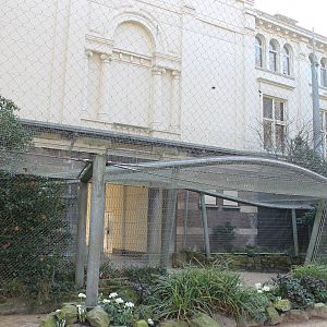Griffon vulture aviary