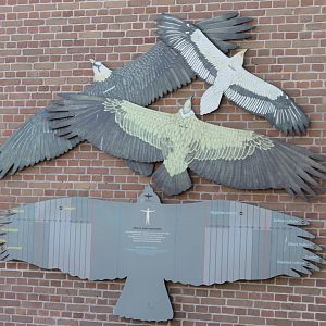 European vulture flight signs