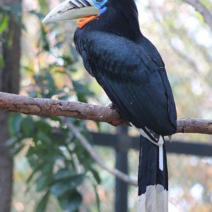 Rufous-necked Hornbill (Aceros nipalensis)