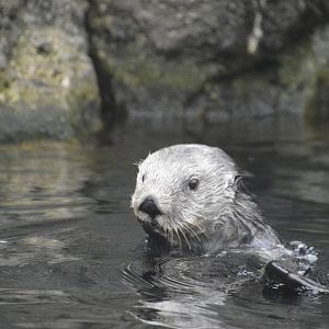Sea Otter 021215