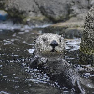Sea Otter 021215