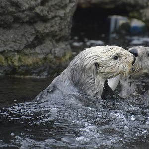 Sea Otter 021215