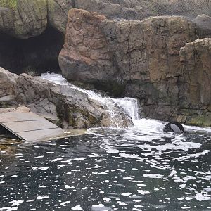 Harbour Seal enclosure 021215
