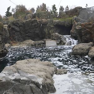 Harbour Seal enclosure 021215